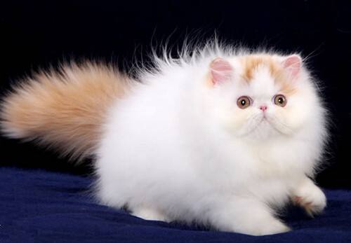 宠物猫商?。荷轿魉崭窭颊鄱盖恢?