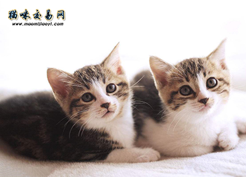宠物猫商?。荷轿魉崭窭颊鄱盖恢?