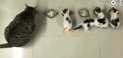 你喂猫的方法错了！专家说用猫碗喂猫粮，不如这样吃(图2)