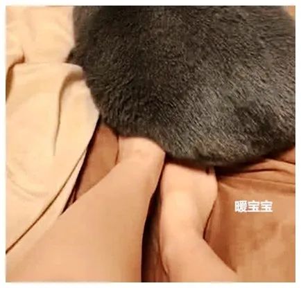 最新研究!冬天跟狗或猫一起睡,比与人同床共眠好处更大(图2) 最新研究!冬天跟狗或猫一起睡,比与人同床共眠好处更大(图2)