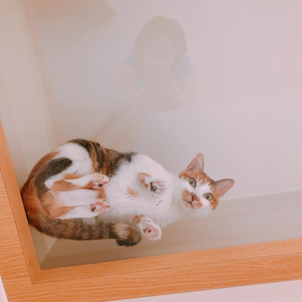 猫奴特制通明玻璃层板 主子超爱却没有知嫩爪被偷窥啦！