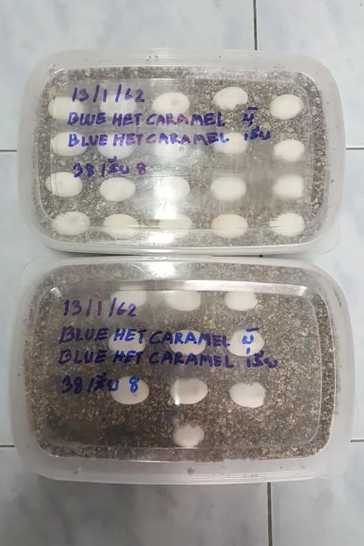 这种被称为“灭霸”的紫灰体色绿鬣蜥，到底是新基因还是新品系？(图8)