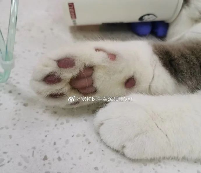 洗衣机又杀死了一只猫！养猫家庭洗衣服前，有件事不能偷懒(图4)