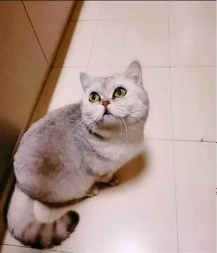 主人全家住院，母猫独自在家40天生一窝奶猫！猫真不会感染新冠(图2)