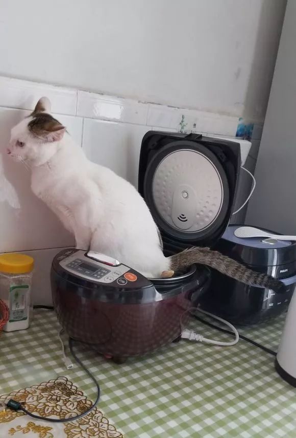 猫咪把米桶当猫砂盆，埋得太深几天后才发现！怎样教育做坏事的猫(图8)