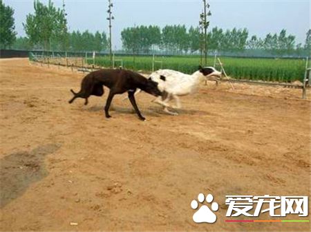 灵缇犬几个月熟习 灵缇犬熟习黄金期