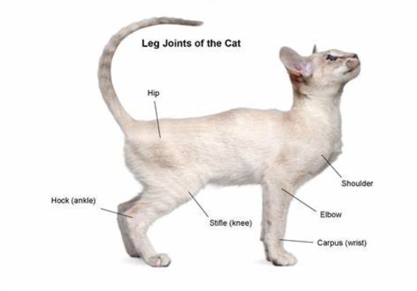 猫咪这种沙雕行为或是生??！80%猫都会经历，做好两件事预防(图9)