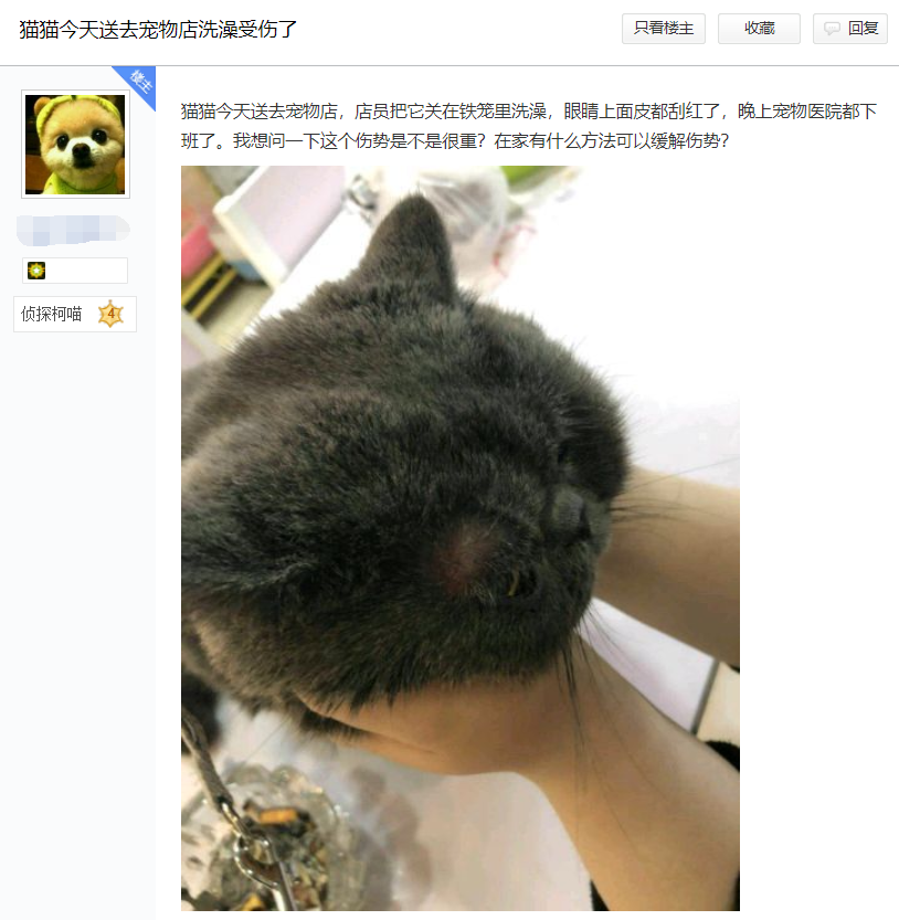 一周内两只猫外出洗澡，一死一伤！带猫去洗澡必须做好两件事(图11)