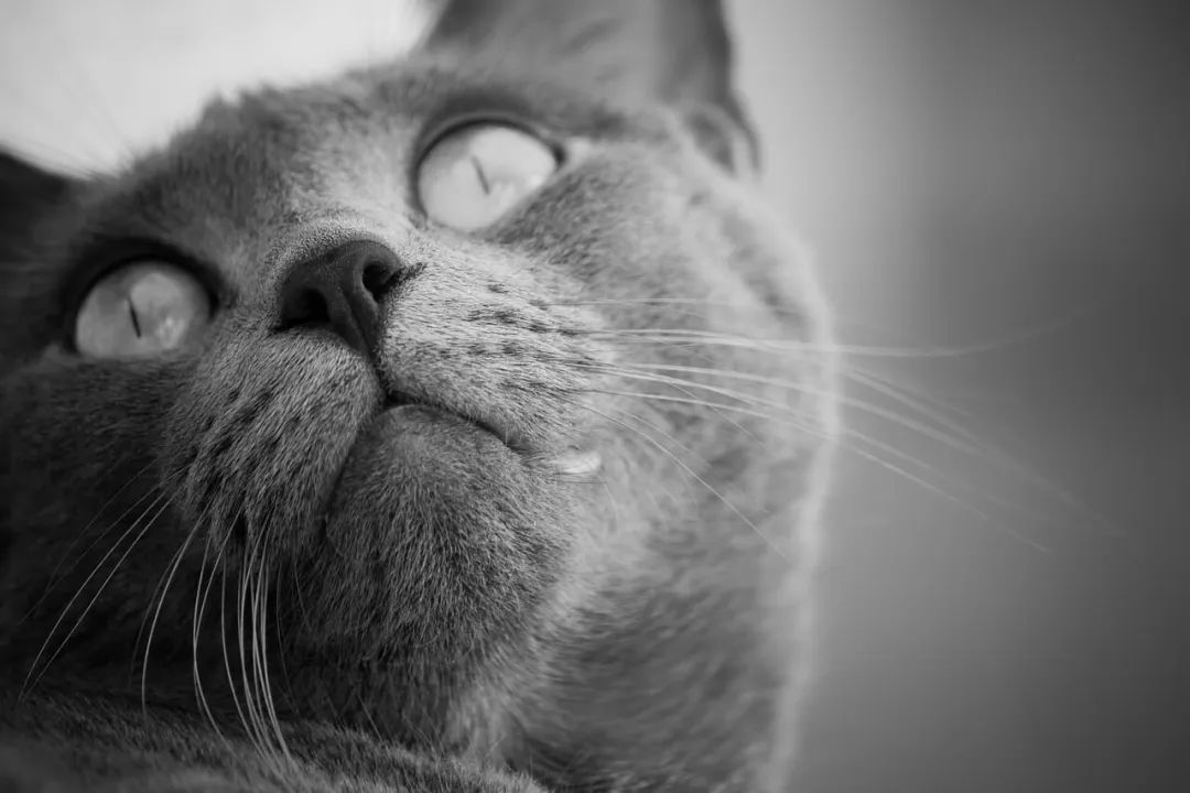 小小改变让猫活到15岁！你家猫主子吃的猫粮「干净」吗？(图1)