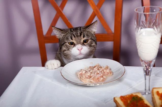 小小改变让猫活到15岁！你家猫主子吃的猫粮「干净」吗？(图5)