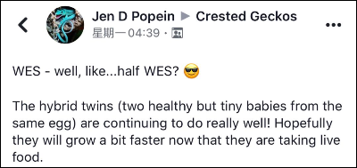 睫角守宫和魔物守宫的杂交双胞胎，看上去真的好可爱！(图1)