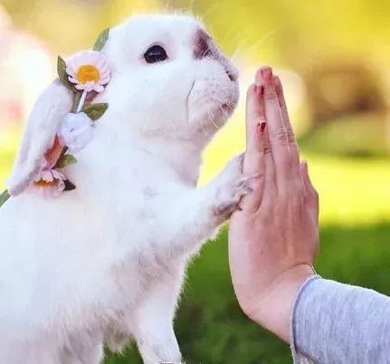 准妈妈真的要忍痛离开饲养多年的宠物吗？(图1)