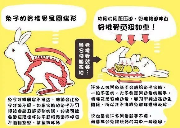 跟本兔子不熟，千万别让我躺你怀里！(图1)