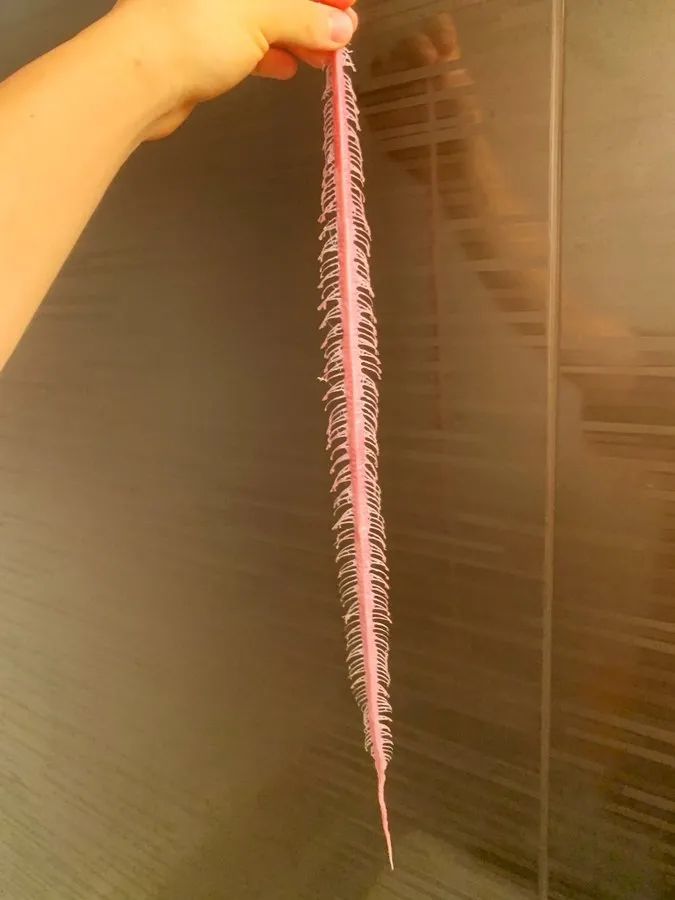 日本网友拍摄的制作蛇类标本全过程，居然还是生物解剖学的教学科普(图5)