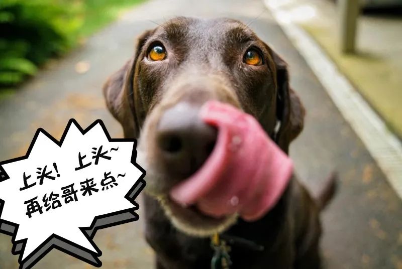 兔兔不为人知的另一面，了解后你还会养兔子吗？(图9)
