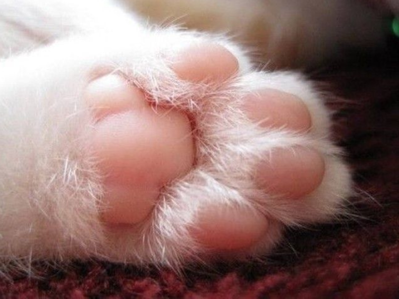 你家猫咪小肉垫是啥色？不仅萌还有这些秘密！按摩脚底让喵更健康(图4)