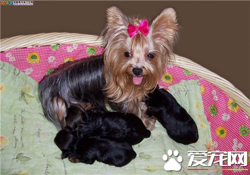 约克夏犬练习方式 指责时不要呼唤约克夏的名字