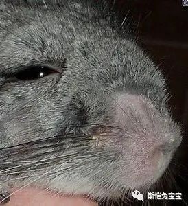 将龙猫毁容的，居然是这个家伙(图1)