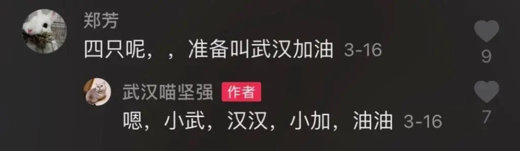 主人全家住院，母猫独自在家40天生一窝奶猫！猫真不会感染新冠(图7)