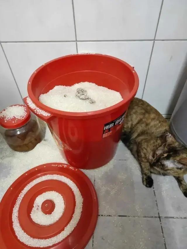 猫咪把米桶当猫砂盆，埋得太深几天后才发现！怎样教育做坏事的猫(图16)