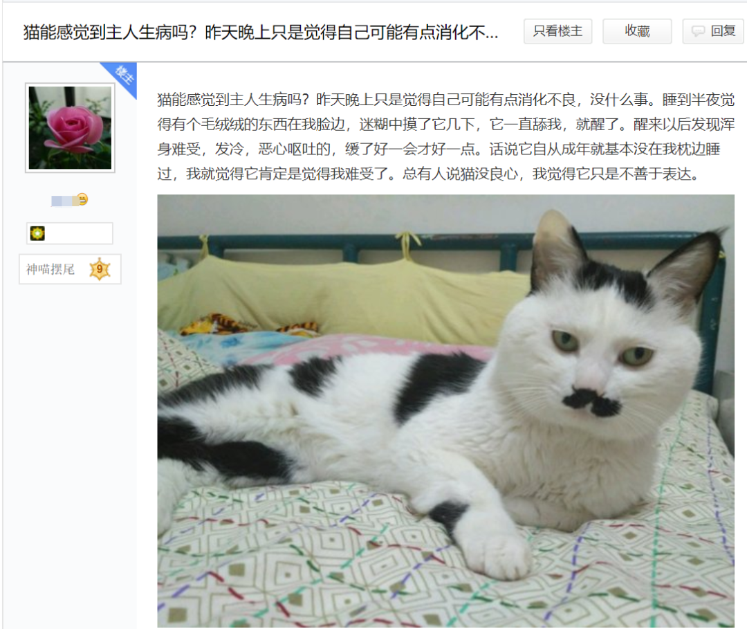 猫咪是不是有灵性？我生病了，猫就在身边安慰(图1)