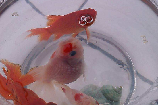 金鱼缺氧的展现，处理金鱼缺氧的方式