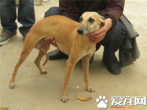 比格犬练习方式 练习该当从最简略的事务启始