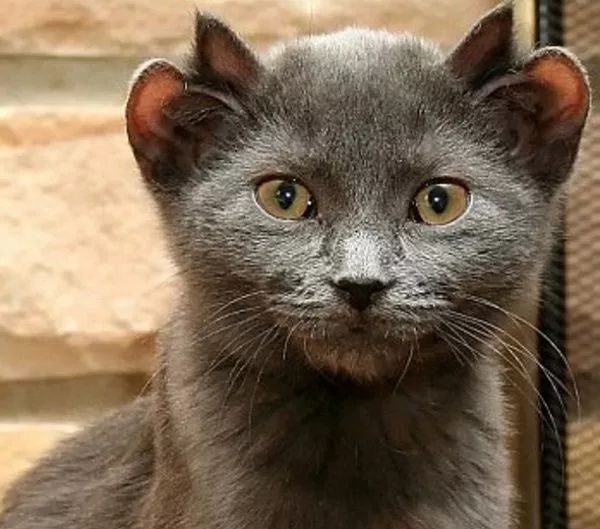 猫咪听到猫粮掉落声一秒就到现?。∥文憬兴丛趺炊疾焕?图5)