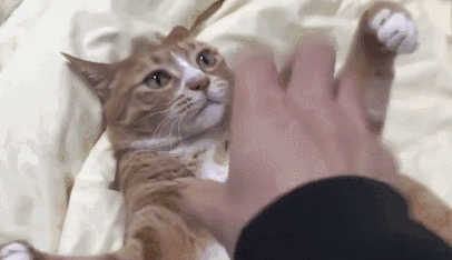 摸了猫咪之后，喵居然马上舔毛！这代表猫主子嫌弃我了吗？(图9)