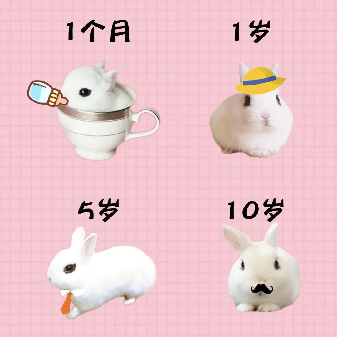 若你内心不够强大，千万不要去养兔子(图15)