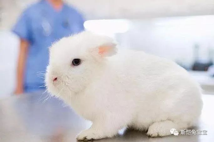 兔子屁股摸了会怎么样？(图15)