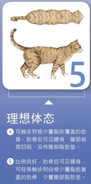 如此喂食不是爱猫是害猫，三分之一猫咪受害！钟南山也不这样喂(图9)