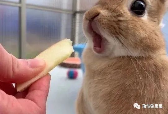 主人！我们是不是有个大大大误会？(图22)