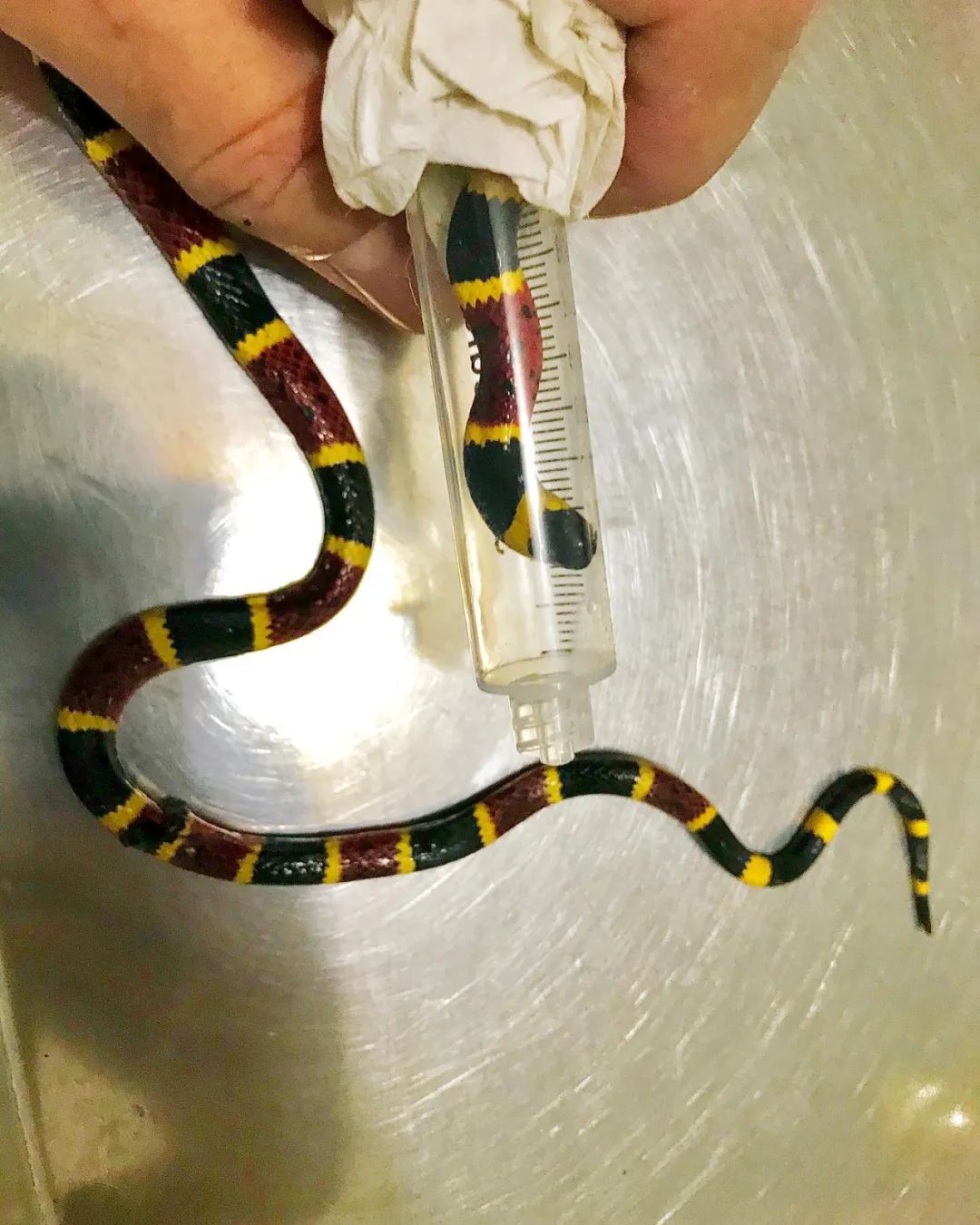 珊瑚蛇被野猫“剥皮”，手术很成功！但兽医的点评更值得赞赏(图8)