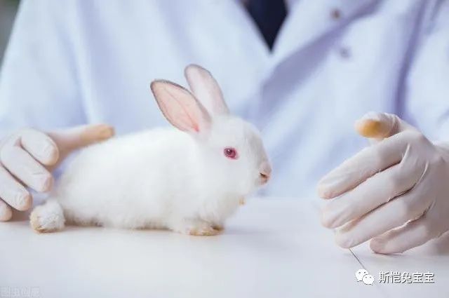 兔子屁股摸了会怎么样？(图18)