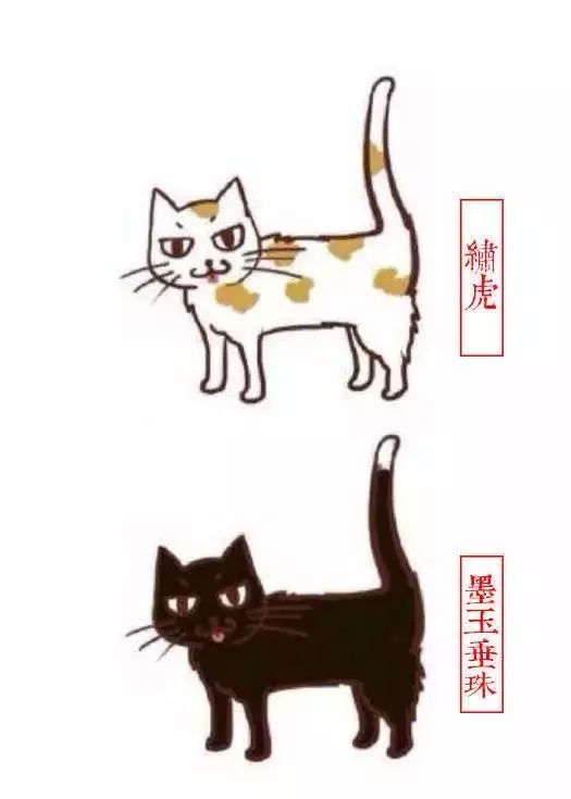 中国人最喜欢养的五种猫！你家主子入选了吗？(图11)