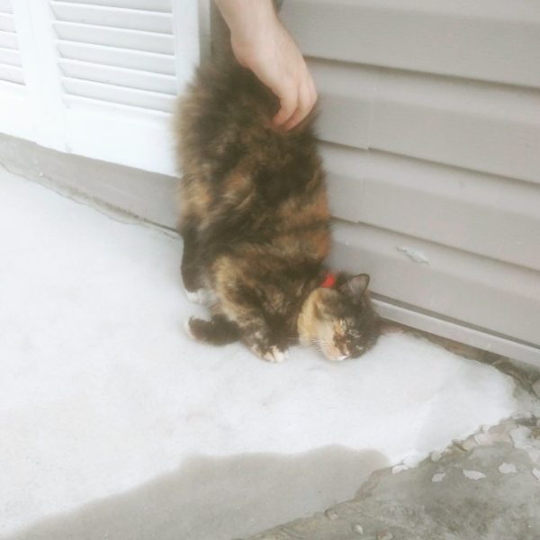 遇睹怜惜浪浪想要喂食 没有想却碰到的竟是猫界欺骗犯！