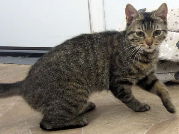 猫咪几岁算老猫？这样喂猫，能让主子活上「百岁」(图7)