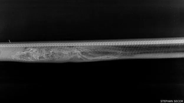 蟒蛇吞下鳄鱼几天能消化？生物学家用X光影像给出答案(图2)