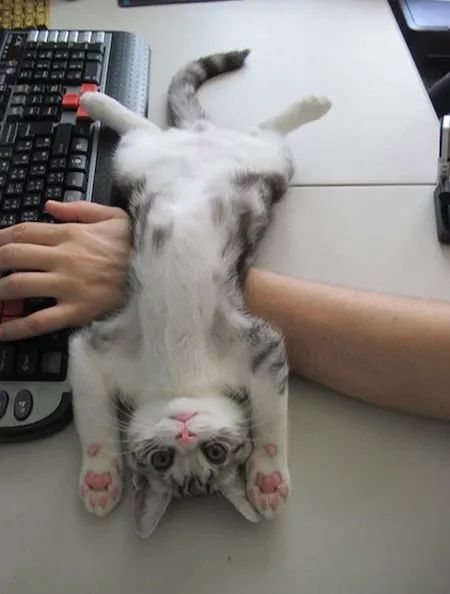 猫咪包治百病延长寿命！几岁开始养猫最好？(图3)