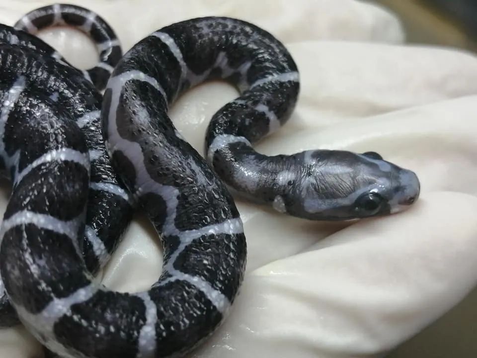 无鳞玉米蛇和洪都拉斯奶蛇杂交基因全解析！(图4)