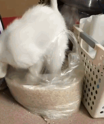 猫咪把米桶当猫砂盆，埋得太深几天后才发现！怎样教育做坏事的猫(图6)