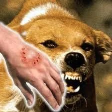 全国多地狂犬病疫苗缺货！脚有伤口踩到猫屎，要打疫苗吗？(图10)