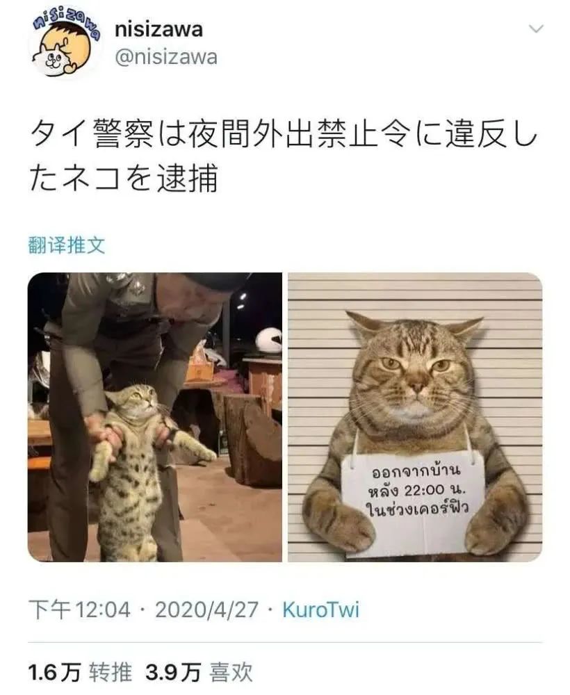 猫咪深夜外出被捕后拍照成网红！这么做，竟能让猫多活10年(图1)
