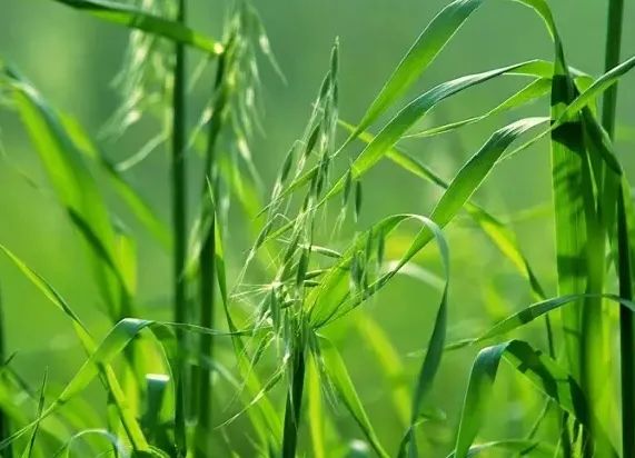 兔子能不能吃新鲜牧草? 吃新鲜牧草就会死？(图3)