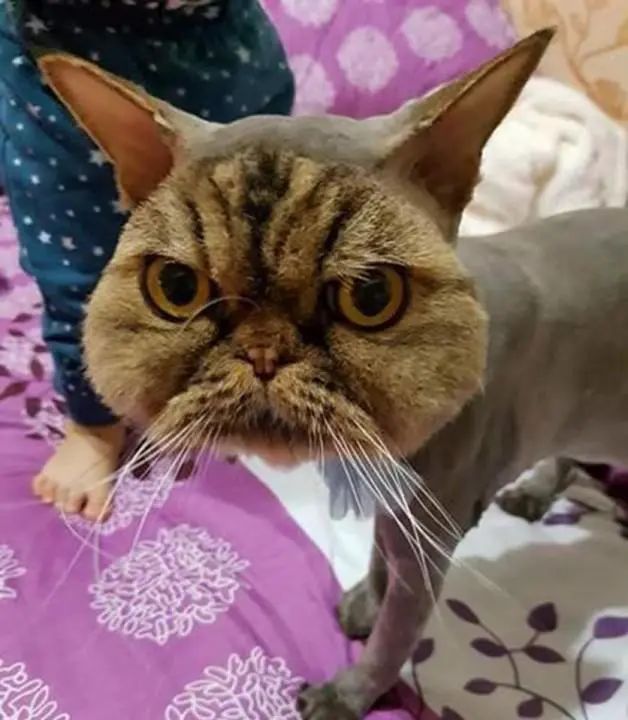 为猫咪刮毛可能害了猫，有喵因此抑郁！37度高温来袭如何?；っ?图7)