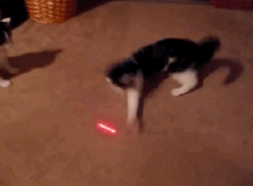 这样逗猫恐伤害猫咪自尊，导致抑郁生病！稍作调整可一举两得(图4)