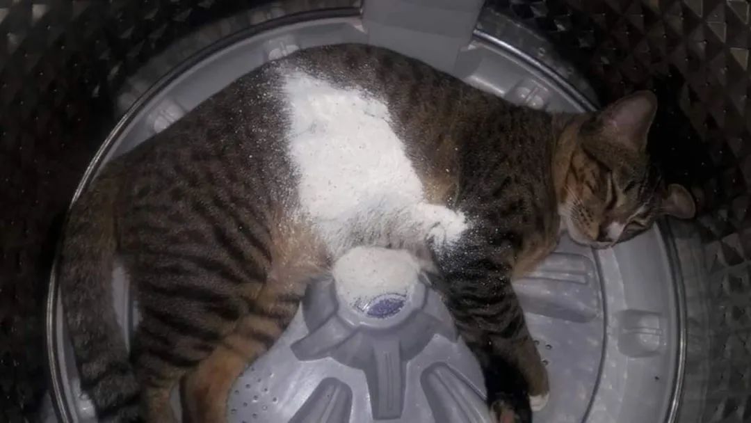洗衣机又杀死了一只猫！养猫家庭洗衣服前，有件事不能偷懒(图16)