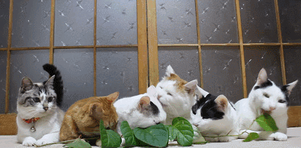 初代网红猫「猫叔」去世！他活到18岁的长寿秘诀你也应该记住(图15)