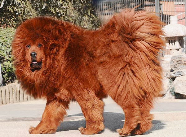 大型犬有哪些？